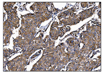 POGLUT1 Antibody