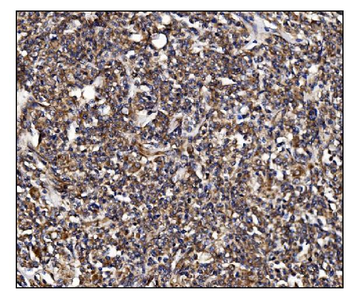 POGLUT1 Antibody