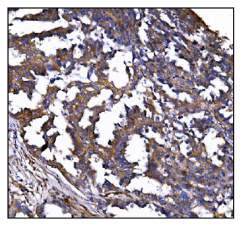 POGLUT1 Antibody