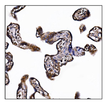 POGLUT1 Antibody