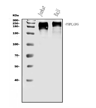 CD45/PTPRC Rabbit Polyclonal Antibody