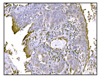 TRAP alpha/TRAPA/SSR1 Antibody