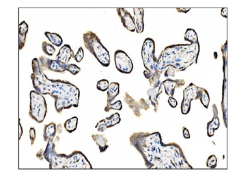 TRAP alpha/TRAPA/SSR1 Antibody