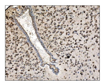 TRAP alpha/TRAPA/SSR1 Antibody
