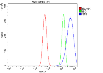 Steroid sulfatase/STS Rabbit Polyclonal Antibody