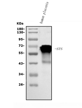 Steroid sulfatase/STS Rabbit Polyclonal Antibody