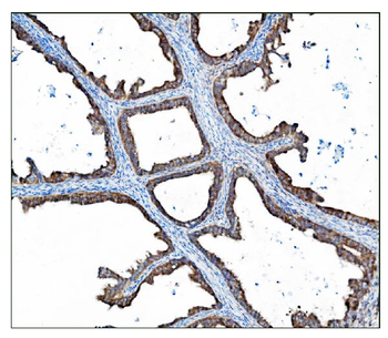 AS160/TBC1D4 Antibody
