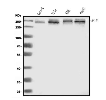 AS160/TBC1D4 Antibody