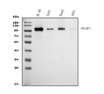 RALBP1 Mouse Monoclonal Antibody