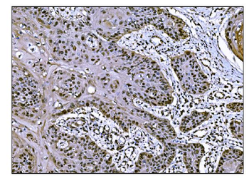 JAB1 Antibody (monoclonal, 4G9)