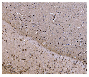 JAB1 Antibody (monoclonal, 4G9)