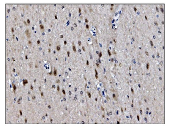 JAB1 Antibody (monoclonal, 4G9)
