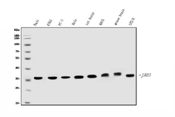 JAB1 Antibody (monoclonal, 4G9)