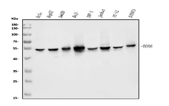 DDX6 Mouse Monoclonal Antibody