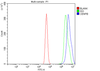 CENPB Rabbit Polyclonal Antibody