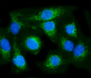COX6B1 Antibody