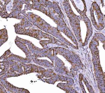 COX6B1 Antibody