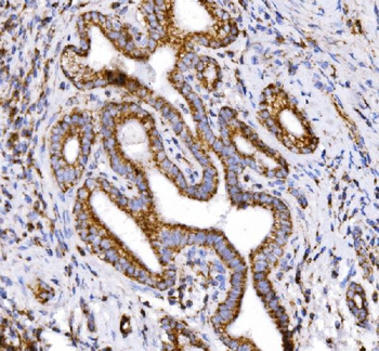 COX6B1 Antibody