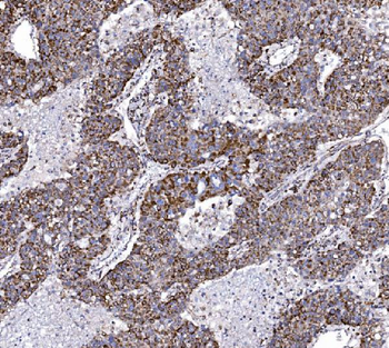 COX6B1 Antibody