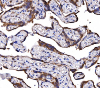 COX6B1 Antibody