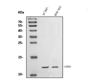 COX6B1 Antibody