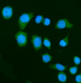 DAP1/DAP Antibody