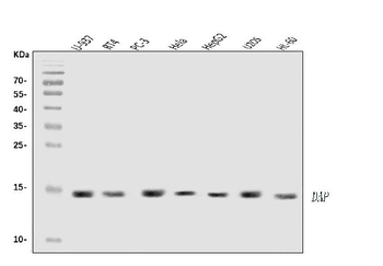 DAP1/DAP Antibody