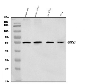 ZIP Kinase/Dapk3 Rabbit Polyclonal Antibody