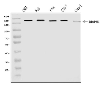 DIAPH1 Antibody