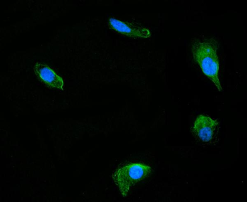 DUSP6 Antibody