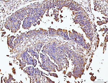 DUSP6 Antibody