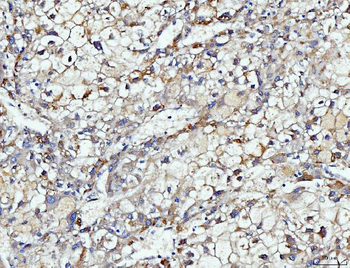 DUSP6 Antibody
