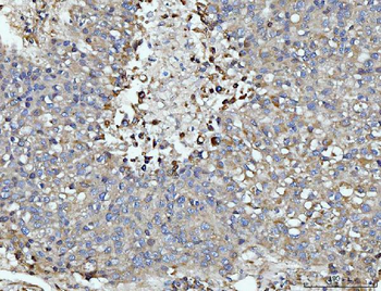DUSP6 Antibody