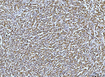 DUSP6 Antibody