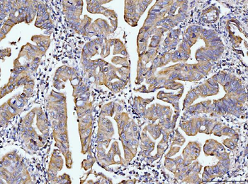 DUSP6 Antibody