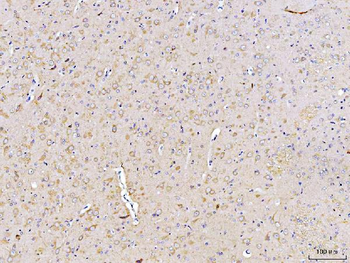 DUSP6 Antibody