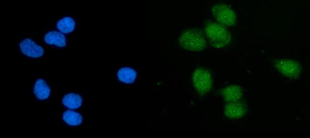 EIF1 Antibody
