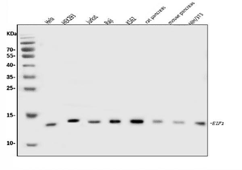 EIF1 Antibody