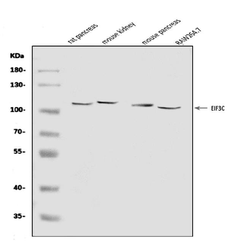 EIF3C Antibody