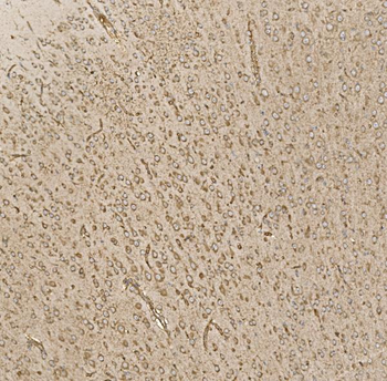 EIF5 Antibody
