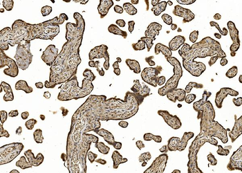 EIF5 Antibody