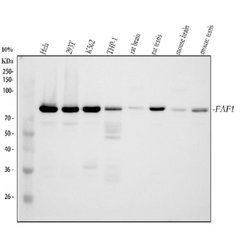 FAF1 Rabbit Polyclonal Antibody