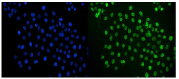 c-Jun/JUN Antibody