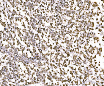 c-Jun/JUN Antibody