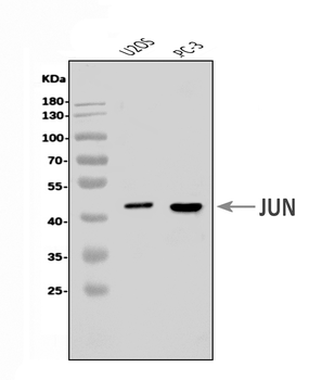 c-Jun/JUN Antibody
