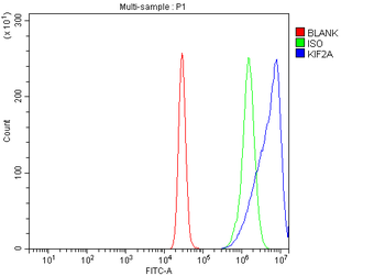 KIF2A Rabbit Polyclonal Antibody