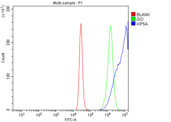 KIF5A Rabbit Polyclonal Antibody