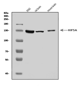 KIF5A Rabbit Polyclonal Antibody