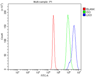 DNA Ligase III/LIG3 Antibody
