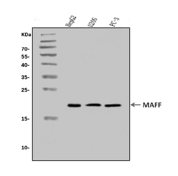 MAFF Antibody
